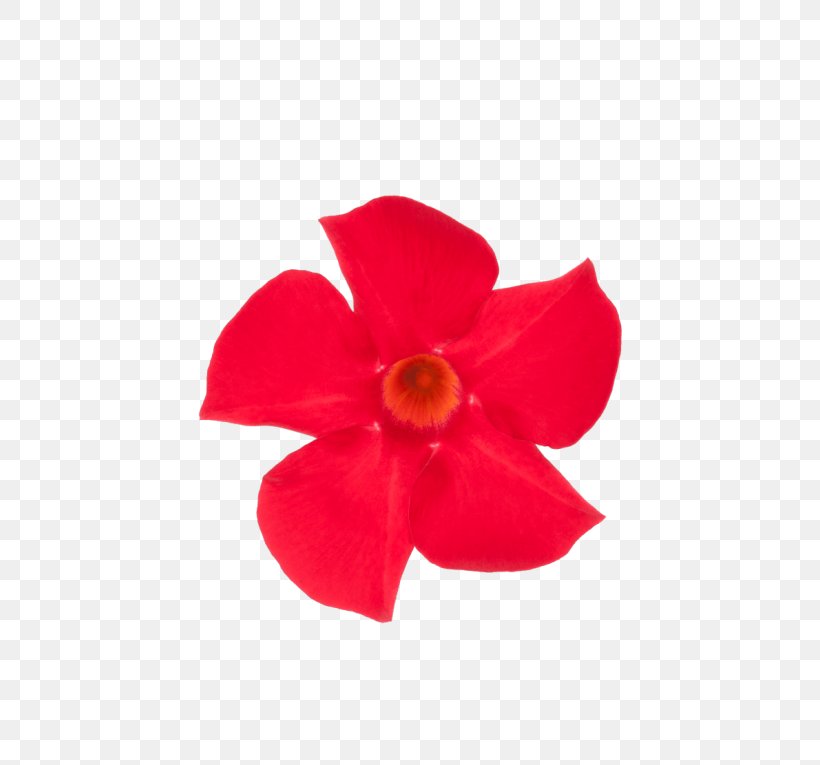 Rocktrumpet Flowering Plant Mimi & Red Cut Flowers, PNG, 600x765px, Rocktrumpet, Brand, Cut Flowers, Facebook, Facebook Inc Download Free