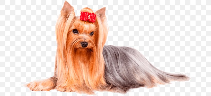 Yorkshire Terrier Glen Of Imaal Terrier Norwich Terrier Australian Terrier Australian Silky Terrier, PNG, 669x374px, Yorkshire Terrier, American Kennel Club, Australian Silky Terrier, Australian Terrier, Breed Download Free