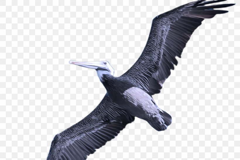 Bird Beak Wing Seabird Suliformes, PNG, 2000x1332px, Bird, Beak, Condor, Gannet, Goose Download Free