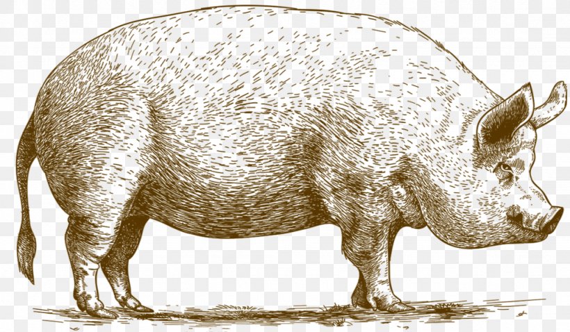 Domestic Pig The Astronomer's Pig Breed Meat, PNG, 1024x597px, Domestic Pig, Animal, Beef, Breed, Butcher Download Free