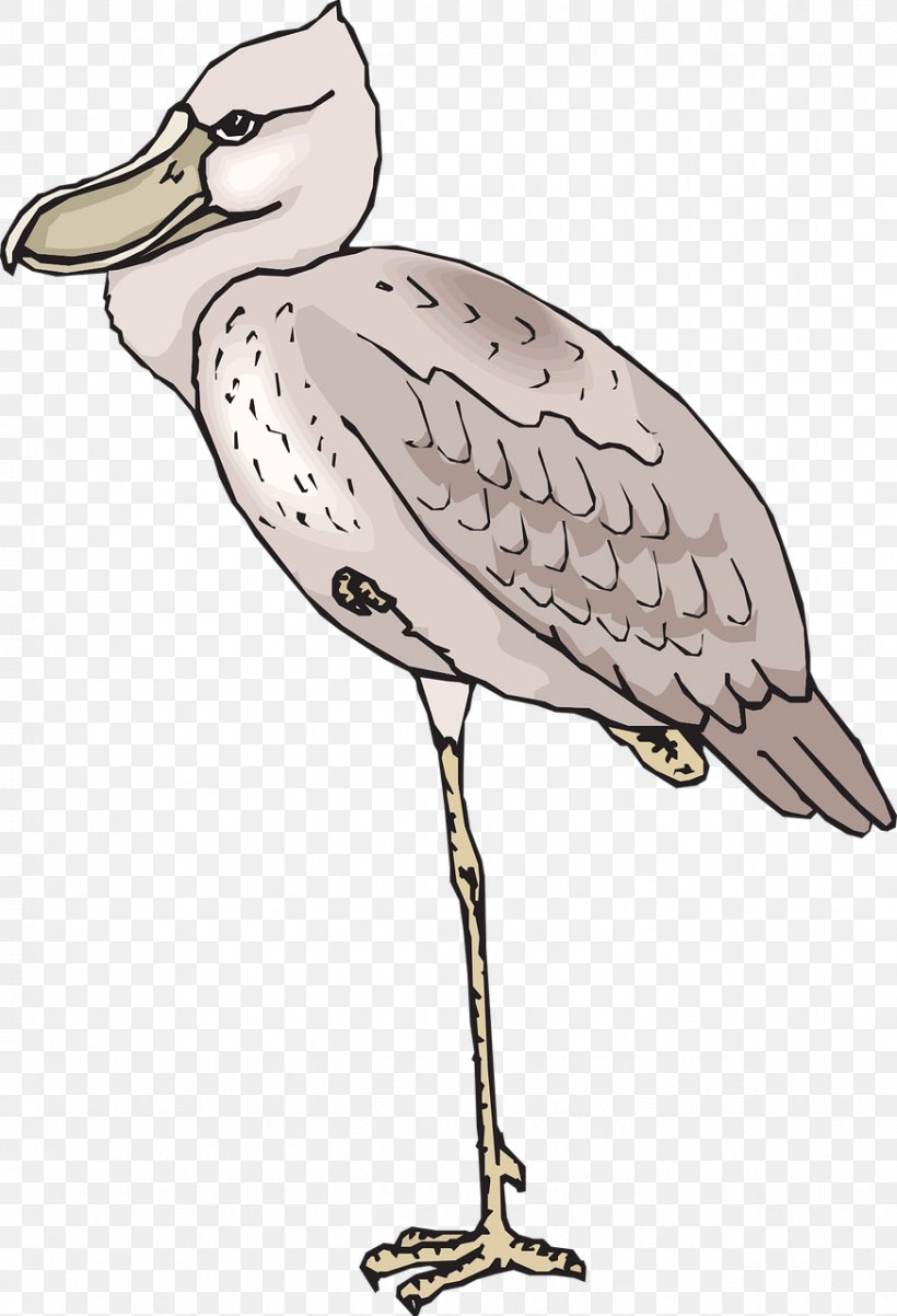 European Herring Gull Bird Shoebill Beak Clip Art, PNG, 873x1280px, European Herring Gull, Balaeniceps, Beak, Bird, Charadriiformes Download Free