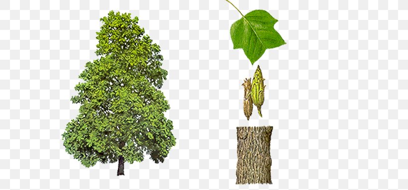Liriodendron Tulipifera State Tree Broad-leaved Tree, PNG, 700x382px, Liriodendron Tulipifera, Branch, Broadleaved Tree, Evergreen, Flora Download Free