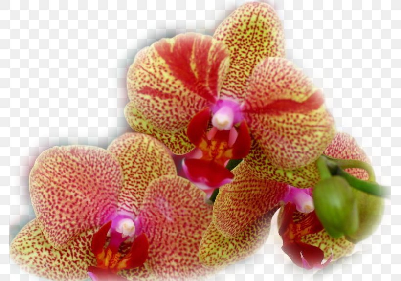 Moth Orchids Flower Clip Art, PNG, 781x575px, Moth Orchids, Blog, Diary, Flower, Flowering Plant Download Free