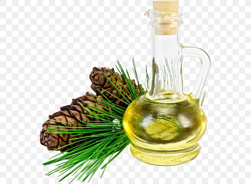 Pine Oil Pine Nut Oil Pinus Sibirica, PNG, 561x600px, Pine Oil, Abies Sibirica, Business, Cedar, Cedar Oil Download Free