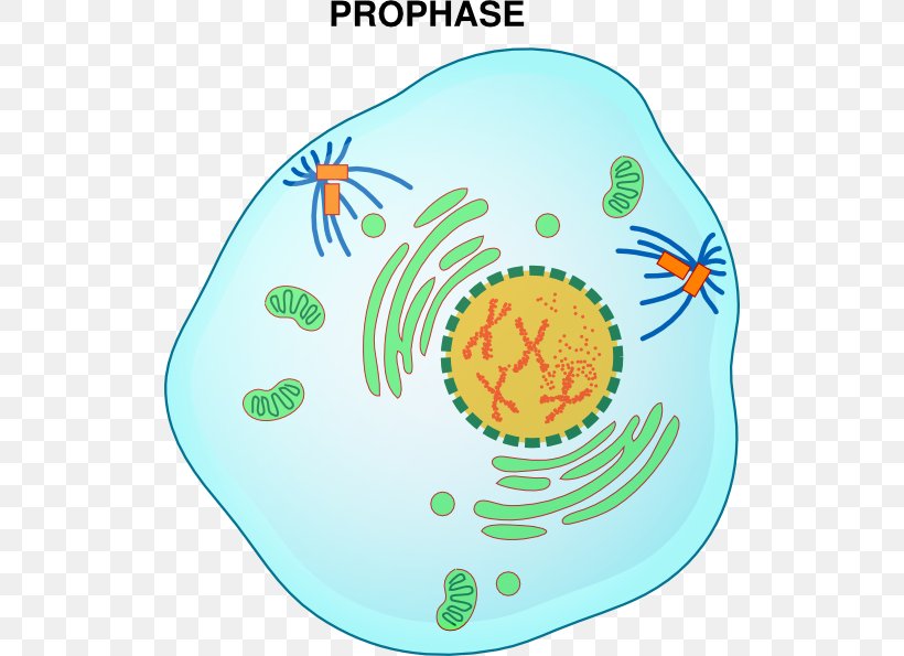 Prophase Mitosis Metaphase Interphase Telophase, PNG, 522x595px, Prophase, Anaphase, Area, Cell, Cell Cycle Download Free