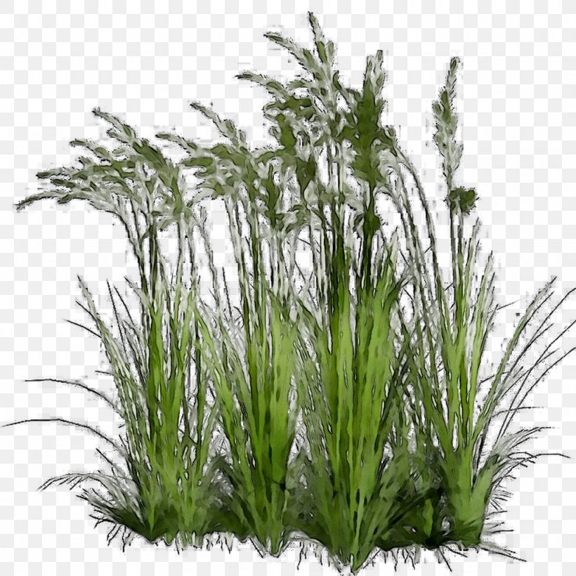 Sweet Grass Clip Art Plants Ornamental Grass Sedges, PNG, 1026x1026px, Sweet Grass, Aquarium Decor, Chrysopogon, Flower, Flowering Plant Download Free