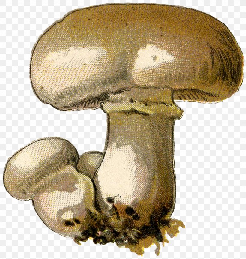 Common Mushroom Pleurotus Eryngii Oyster Mushroom Shiitake, PNG, 1710x1800px, Common Mushroom, Agaricaceae, Agaricomycetes, Agaricus, Bolete Download Free