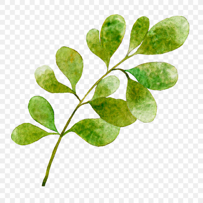 Leaf Plant Stem Tree Herb Branching, PNG, 1000x1000px, Leaf, Biology, Branching, Herb, Plant Download Free