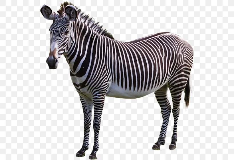 Zebra Horse Donkey, PNG, 540x560px, Zebra, Animal, Animal Figure, Donkey, Horse Download Free
