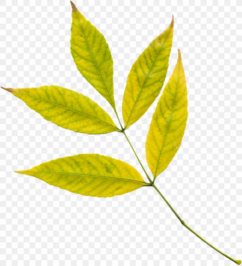 Autumn Leaf Color Plant Yellow, PNG, 932x1024px, Leaf, Autumn, Autumn Leaf Color, Burknar, Green Download Free