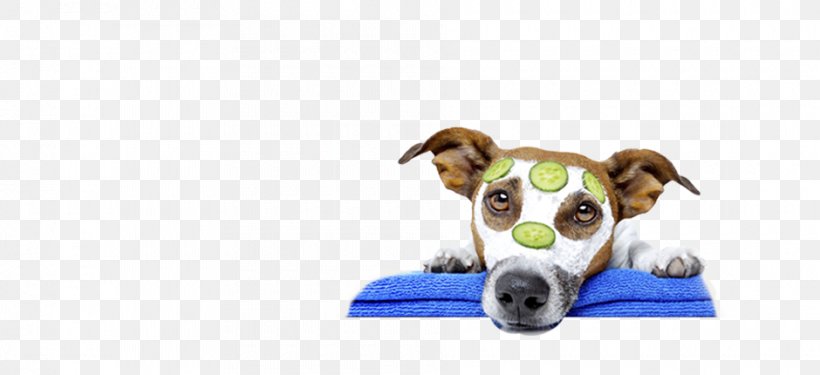 Dog Grooming Pet Veterinarian Maltese Dog Jack Russell Terrier, PNG, 940x430px, Dog Grooming, Animal Figure, Cat, Coat, Dog Download Free