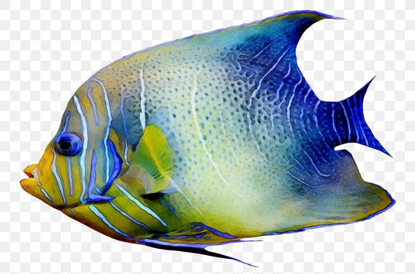 Fish Pomacanthidae Fish Holacanthus Cobalt Blue, PNG, 768x543px, Watercolor, Butterflyfish, Cobalt Blue, Electric Blue, Fin Download Free