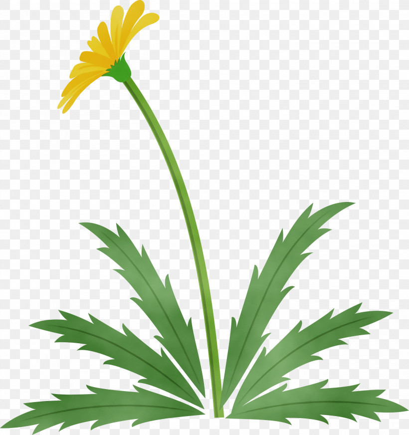 Flower Plant Leaf Yellow Grass, PNG, 2819x3000px, Dandelion Flower, Easter Day Flower, Flower, Grass, Houseplant Download Free