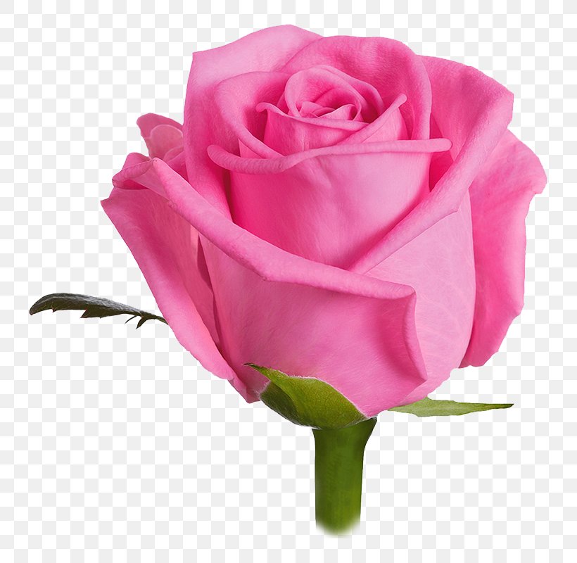 Rose Pink Cut Flowers Color, PNG, 800x800px, Rose, Color, Cut Flowers, Floribunda, Flower Download Free