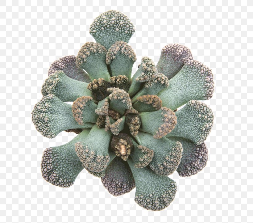 Cactaceae Titanopsis Calcarea Succulent Plant, PNG, 722x722px, Cactaceae, Cactus, Clay, Echeveria, Faucaria Download Free