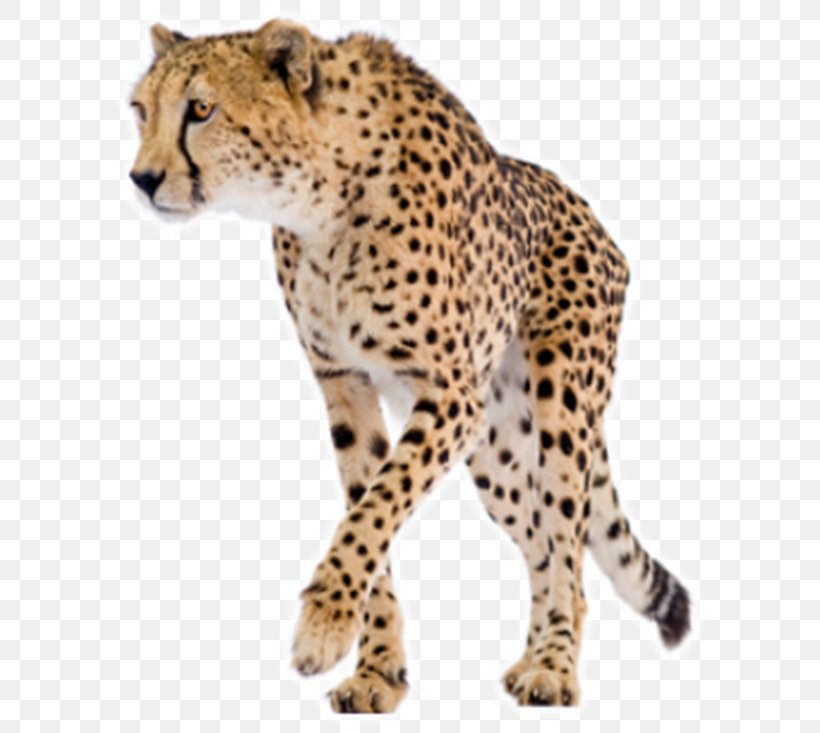 Chemistry For The Biosciences: The Essential Concepts Cheetah Basic Bioscience Laboratory Techniques: A Pocket Guide Physical Chemistry For The Biosciences, PNG, 600x733px, Chemistry, Abebooks, Big Cats, Biological System, Biology Download Free
