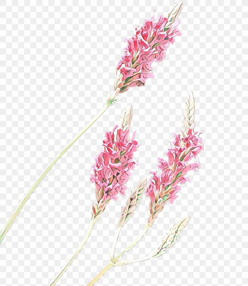 Flowering Plant Flower Plant Pink Pedicel, PNG, 2598x3000px, Cartoon, Cut Flowers, Elymus Repens, Flower, Flowering Plant Download Free