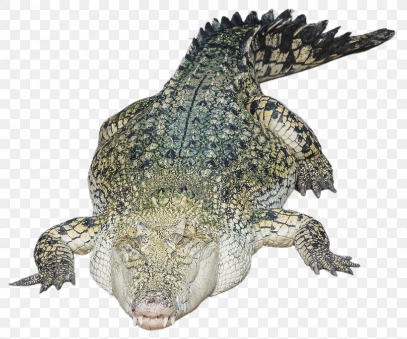 Nile Crocodile Alligator, PNG, 1500x1250px, Crocodile, Alligator, Coreldraw, Crocodiles, Crocodilia Download Free
