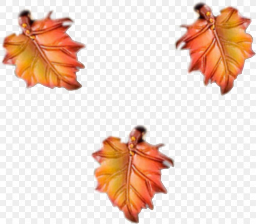 Orange Maple, PNG, 832x729px, Orange, Autumn Leaf Color, Flower, Gratis, Maple Download Free
