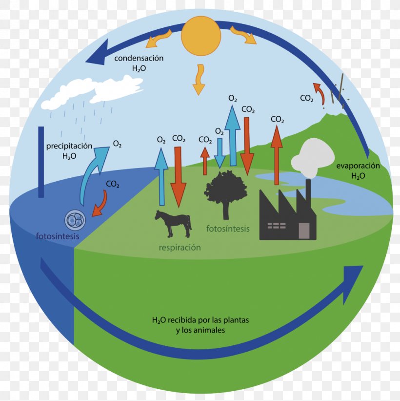 Oxygen Cycle Carbon Cycle Carbon Dioxide Water Cycle, PNG, 1022x1024px, Oxygen Cycle, Atmosphere, Atmosphere Of Earth, Ball, Bicycle Download Free