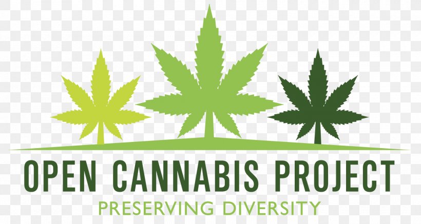 United States Kush Cannabis Cultivation Hemp, PNG, 1500x800px, United States, Brand, Cannabis, Cannabis Cultivation, Cannabis Sativa Download Free