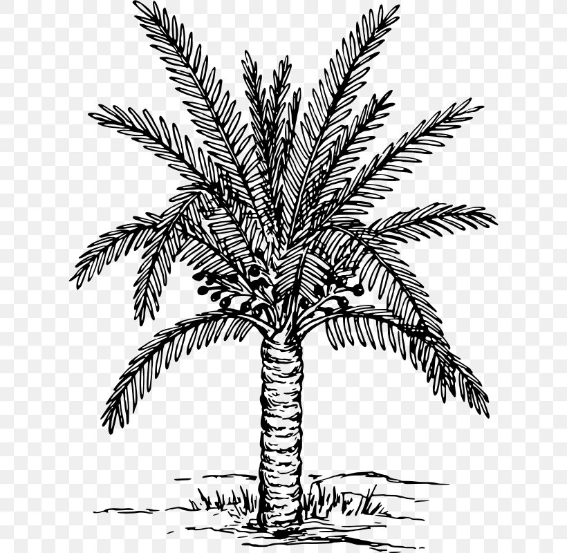 Arecaceae Drawing Date Palm Clip Art, PNG, 622x800px, Arecaceae, Arecales, Art, Black And White, Borassus Flabellifer Download Free