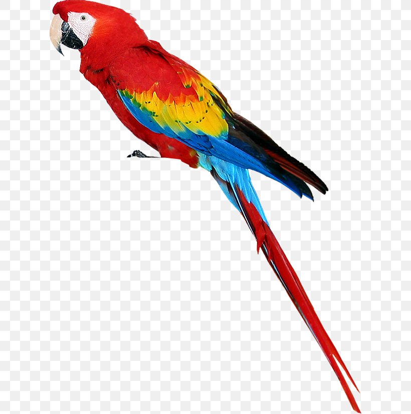 Bird True Parrot Parrots Of New Guinea, PNG, 622x826px, Parrot, Beak, Bird, Color, Common Pet Parakeet Download Free