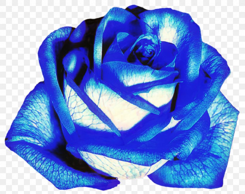 Blue Rose Garden Roses Flower, PNG, 1023x812px, Blue Rose, Azure, Blue, Blue Flower, Cobalt Blue Download Free