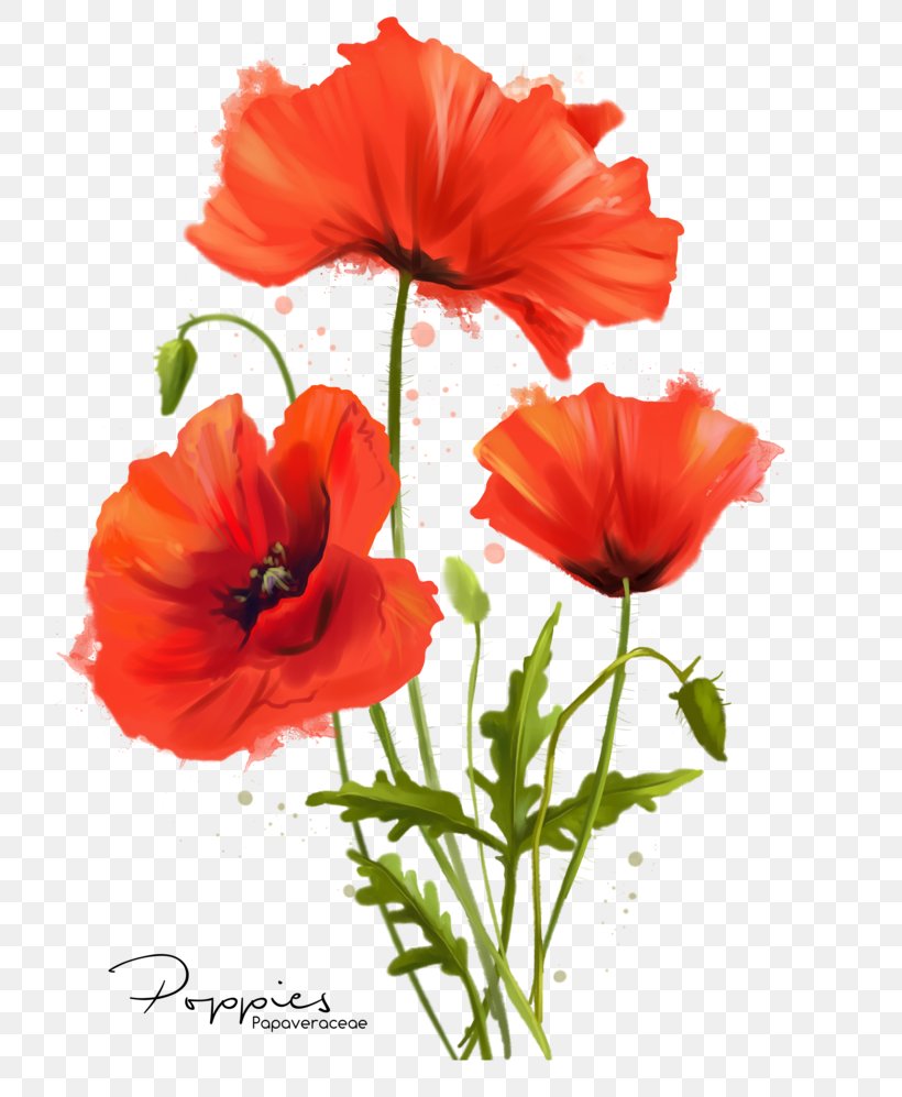 Common Poppy Flower Watercolor Painting, PNG, 800x997px, Poppy, Annual ...