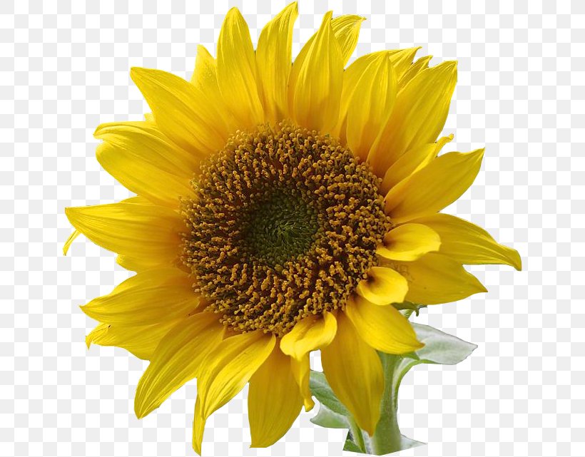 Common Sunflower Clip Art, PNG, 645x641px, Common Sunflower, Annual Plant, Daisy Family, Flower, Flowering Plant Download Free