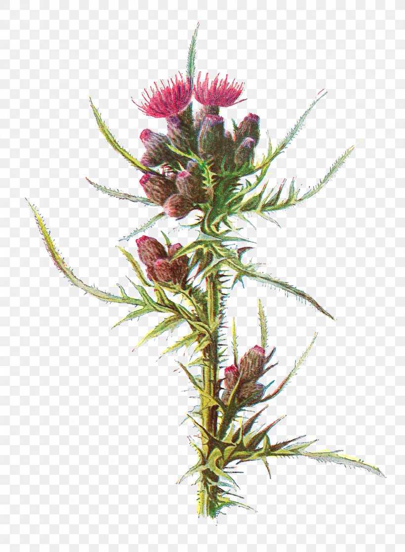 Milk Thistle Familiar Wild Flowers Cirsium Palustre, PNG, 1175x1600px, Milk Thistle, Botanical Illustration, Botany, Daisy Family, Familiar Wild Flowers Download Free