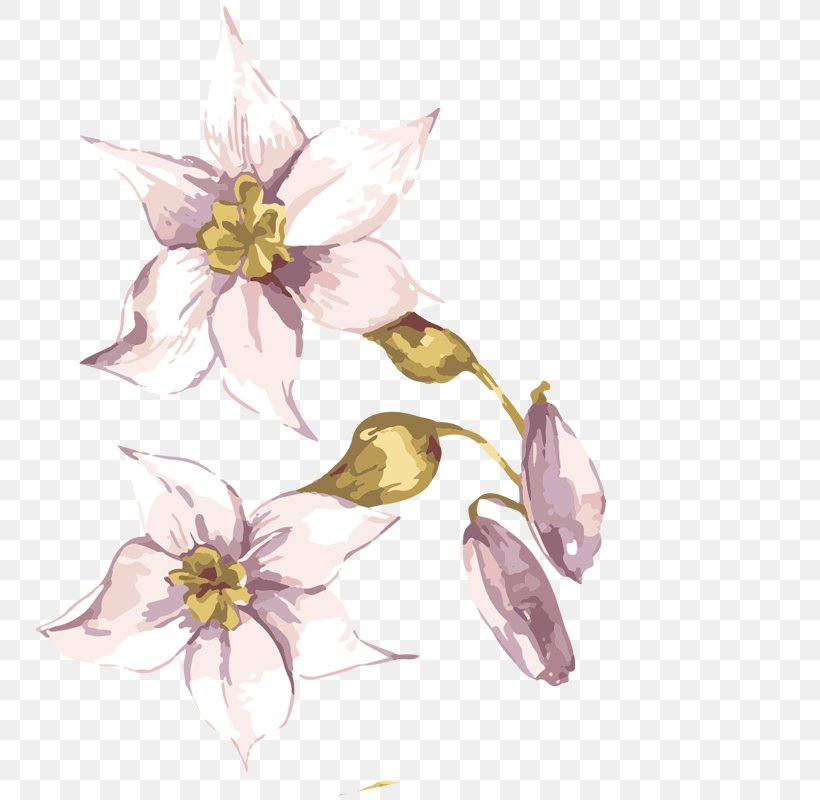Adobe Illustrator Flower, PNG, 800x800px, Flower, Artwork, Branch, Drawing, Flora Download Free