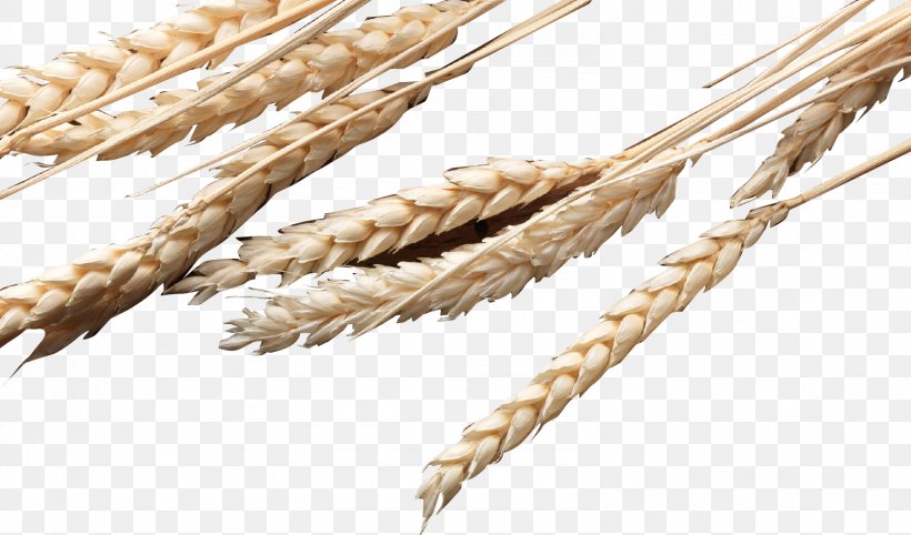Emmer Rice Oryza Sativa, PNG, 1583x931px, Emmer, Cereal, Cereal Germ, Commodity, Dinkel Wheat Download Free