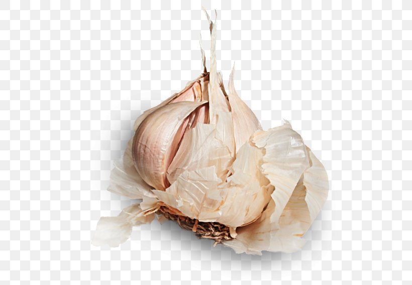 Garlic Shallot Vegetable Allicin Food, PNG, 546x569px, Garlic, Allicin, Animal Fat, Dough, Food Download Free