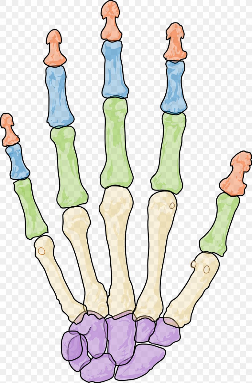 Human Skeleton Carpal Bones Phalanx Bone Hand, PNG, 843x1280px, Watercolor, Cartoon, Flower, Frame, Heart Download Free
