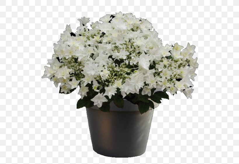 Plant White Hydrangea Cut Flowers Cook's Garden Centre, PNG, 563x563px, Plant, Blue, Color, Cut Flowers, Flower Download Free