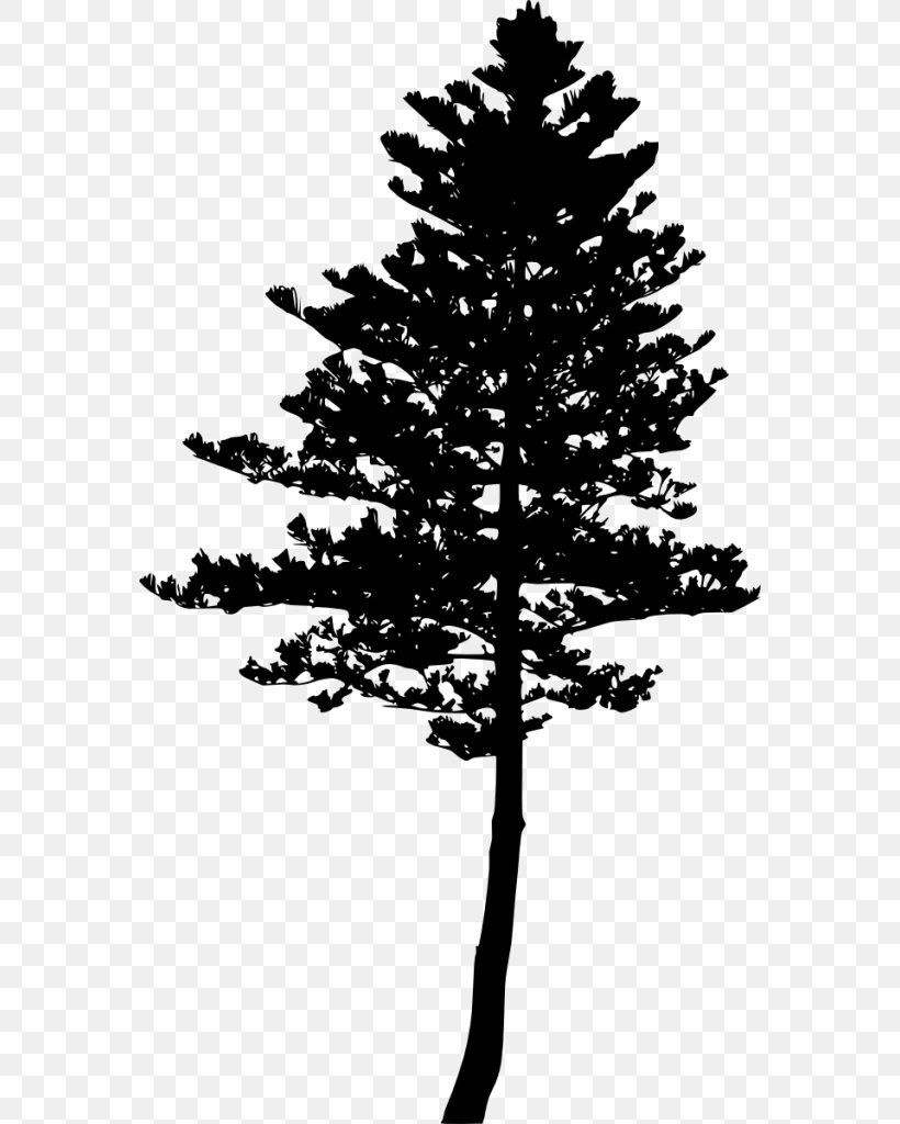 Spruce Pine Fir Tree Silhouette, PNG, 566x1024px, Spruce, Black And White, Branch, Christmas Decoration, Christmas Tree Download Free