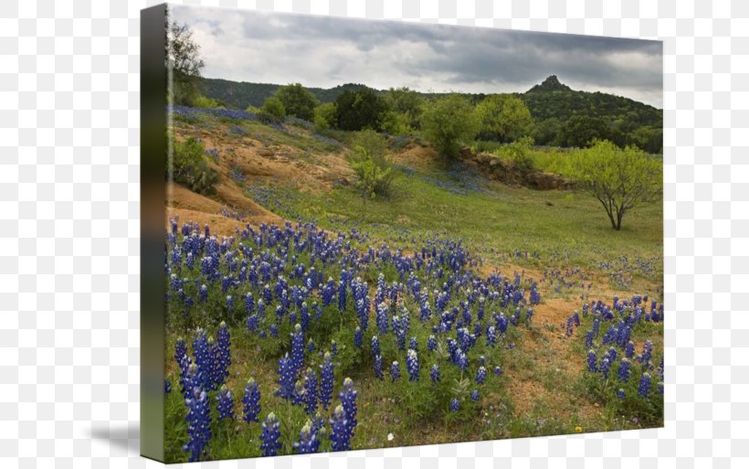 Texas Hill Country Lake Buchanan Willow City Loop Bluebonnet Inks Lake, PNG, 650x513px, Texas Hill Country, Art, Bluebonnet, Canvas Print, Ecosystem Download Free