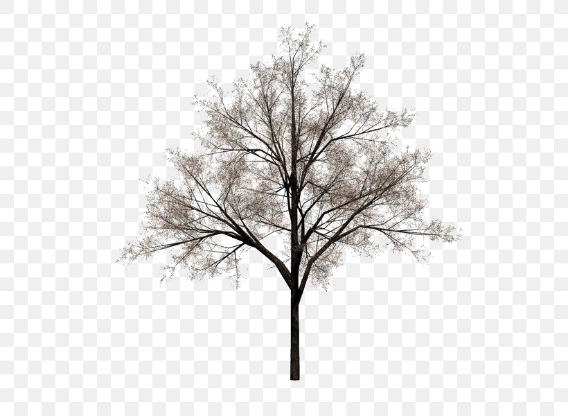 Tree Stock Photography, PNG, 600x600px, Tree, Black And White, Branch, Drawing, Monochrome Photography Download Free