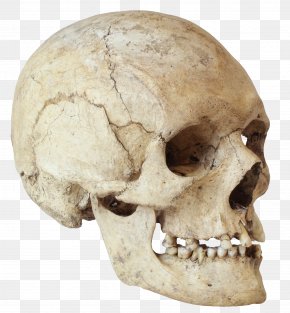 Skull - ARKEOLOGI MUSEOA (BILBAO) Skull Human Skeleton Human Skeleton PNG