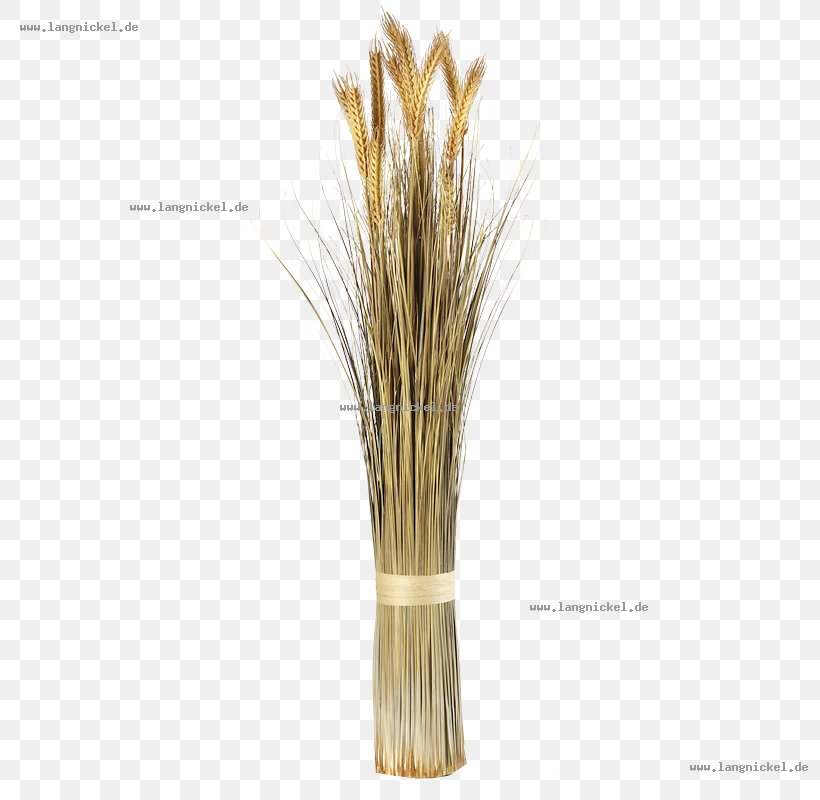 Grasses Sprouted Wheat Plant Stem Embryo, PNG, 800x800px, Grasses, Cereal, Cereal Germ, Commodity, Embryo Download Free