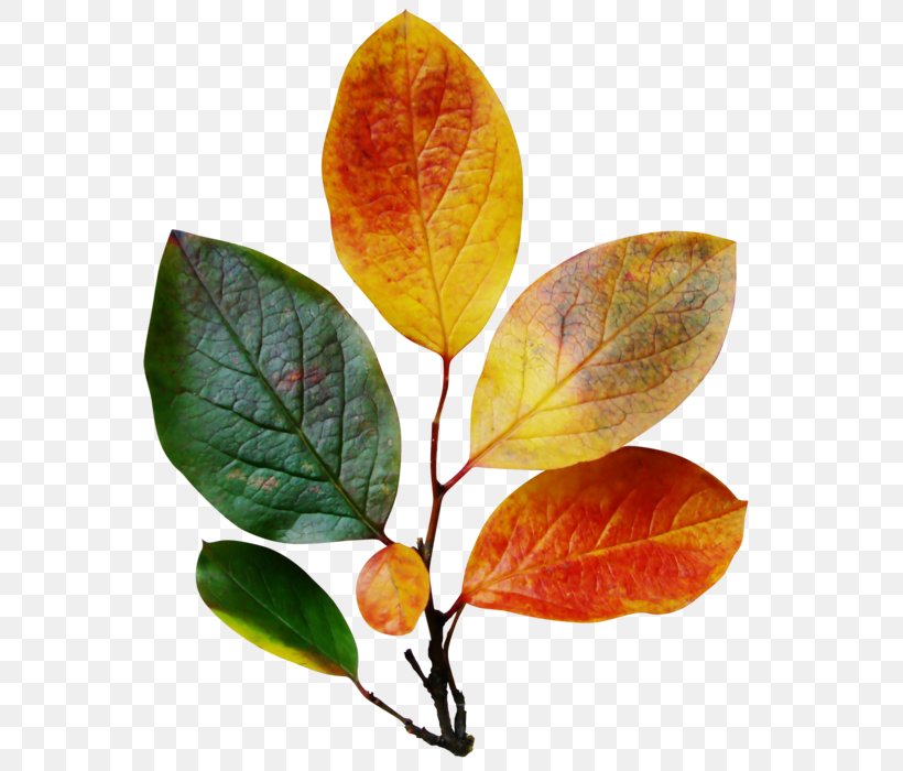 Leaf Blog Autumn Clip Art, PNG, 574x700px, Leaf, Autumn, Autumn Leaf Color, Blog, Branch Download Free