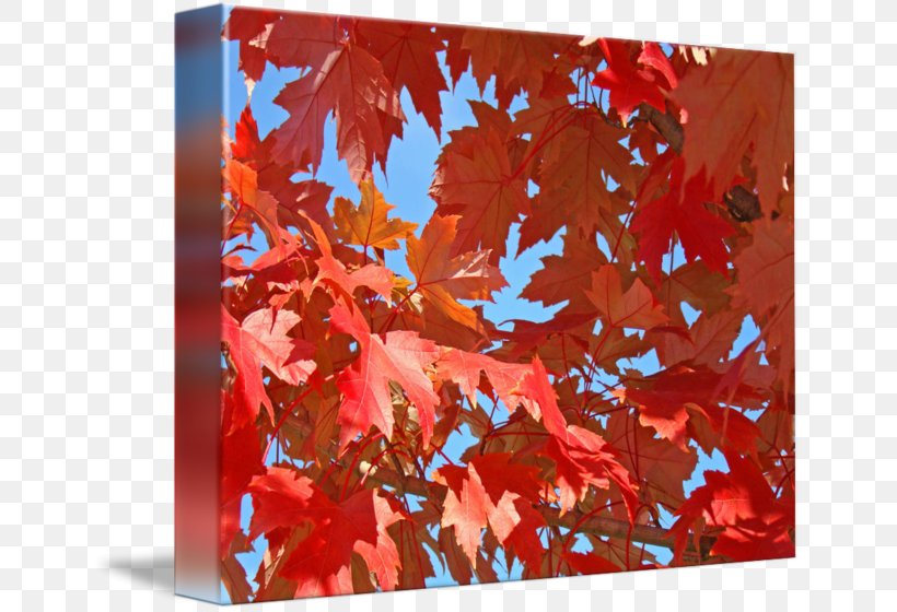 Maple Leaf Acrylic Paint Tree Png 650x560px Maple Acrylic Paint Acrylic Resin Autumn Leaf Download Free