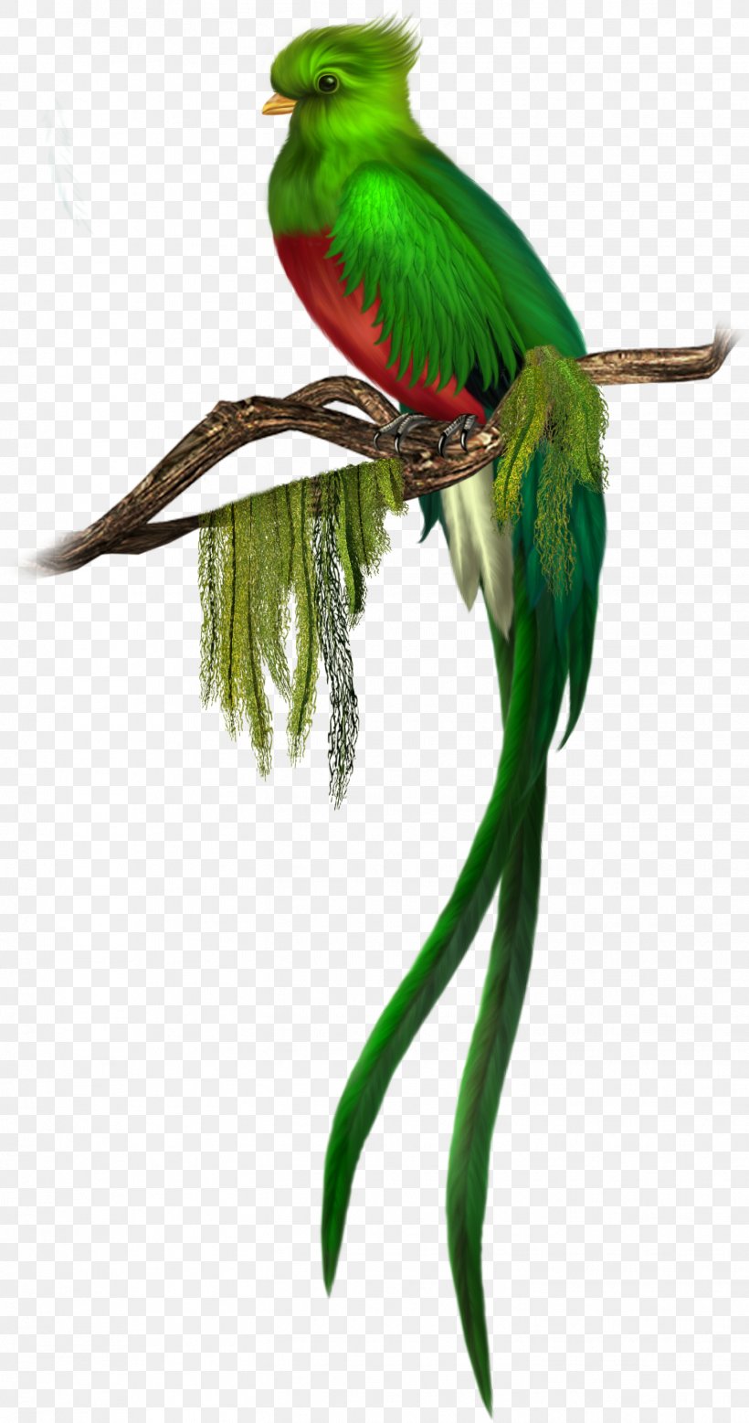 Bird Quetzal Green Clip Art, PNG, 1452x2758px, Bird, Animal, Beak, Bird Flight, Common Pet Parakeet Download Free