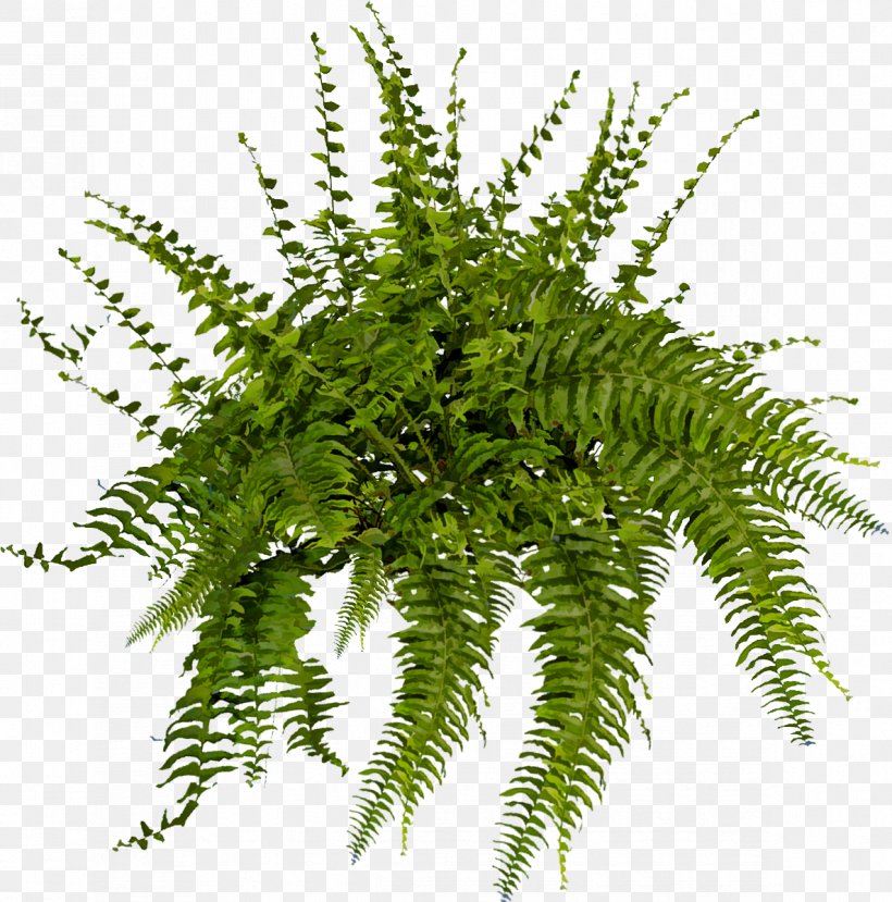 Brush Rendering, PNG, 1186x1200px, Brush, Architecture, Deviantart, Fern, Ferns And Horsetails Download Free