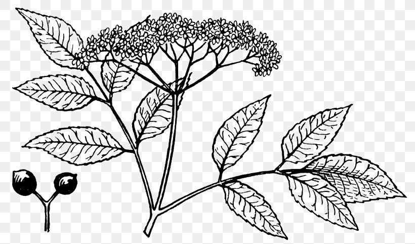 Drawing Elderberry Clip Art, PNG, 800x482px, Drawing, Artwork, Black And White, Branch, Child Download Free