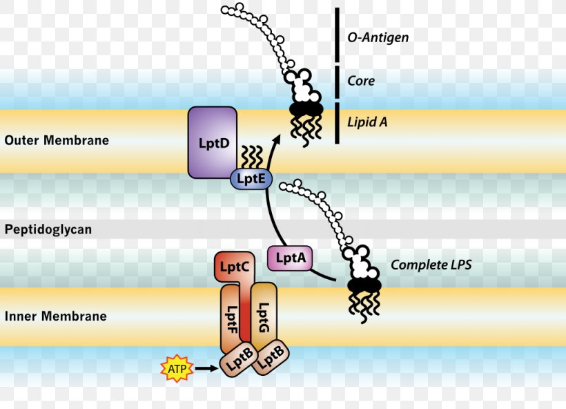 Endotoxin Cell Membrane Bacterial Outer Membrane Gram-negative Bacteria, PNG, 1024x740px, Endotoxin, Amphiphile, Antigen, Area, Bacteria Download Free