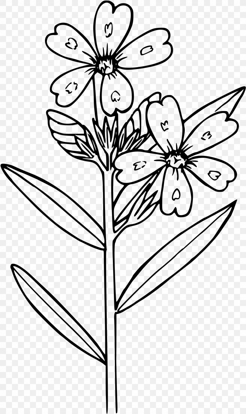 Phlox Drummondii Flower Coloring Book Clip Art, PNG, 1426x2400px, Phlox Drummondii, Artwork, Black And White, Botany, Branch Download Free