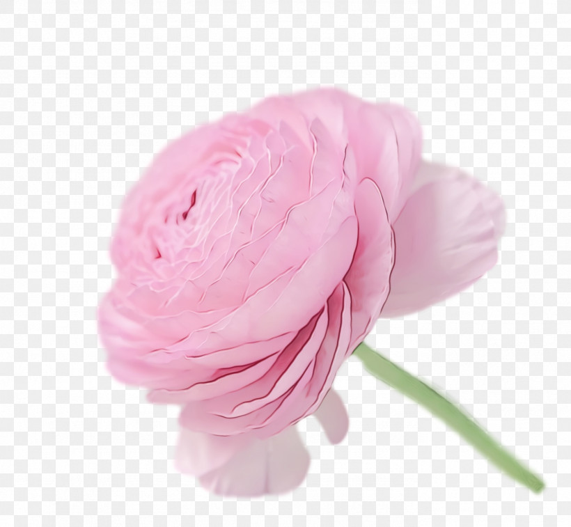 Rose, PNG, 1386x1280px, Spring Flower, Chinese Peony, Cut Flowers, Flower, Flowers Download Free