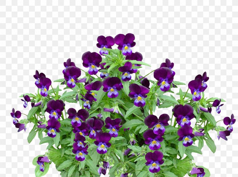 violet flower clip art